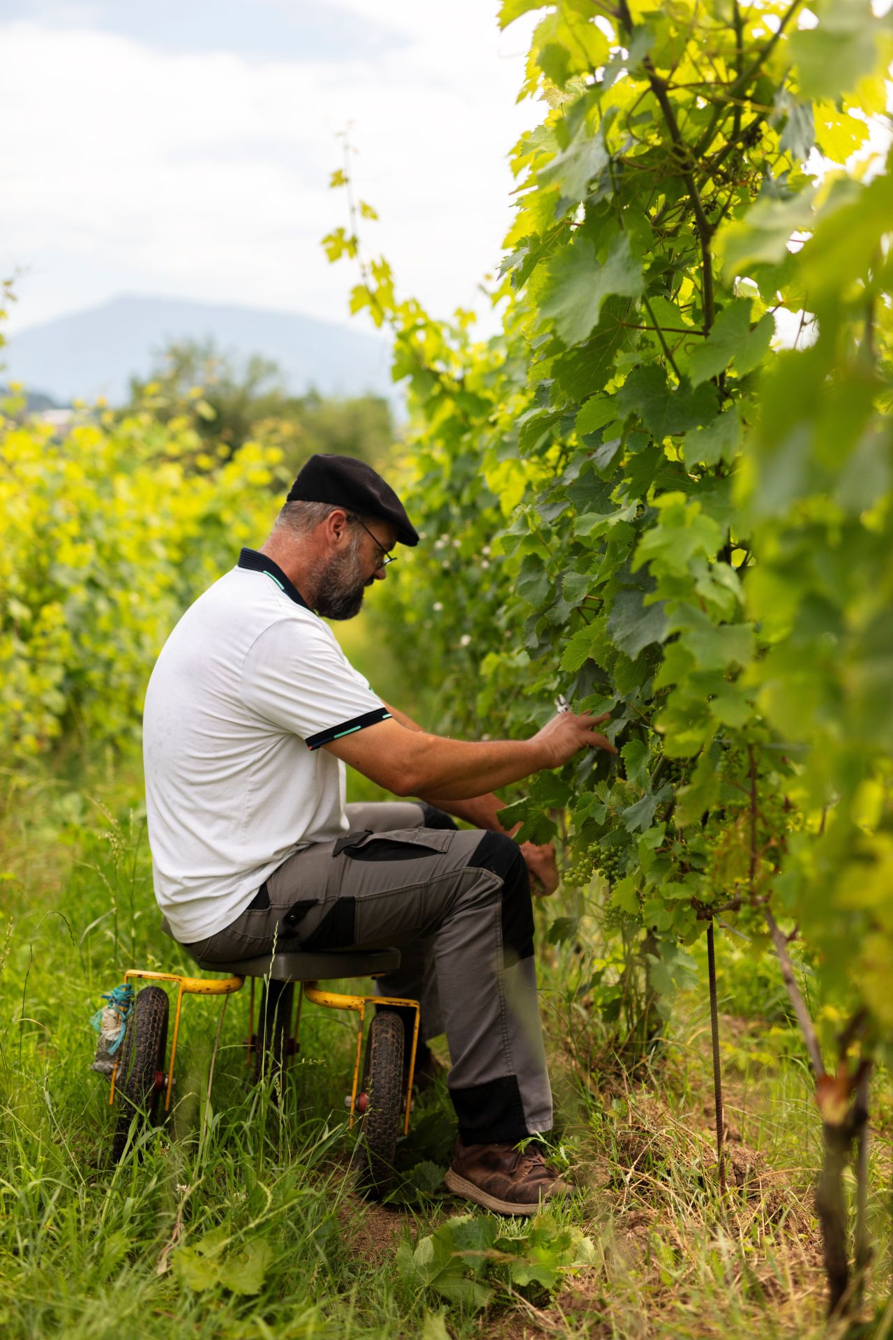villaz-vins-bio-francis-rousset-vigneron-haute-savoie