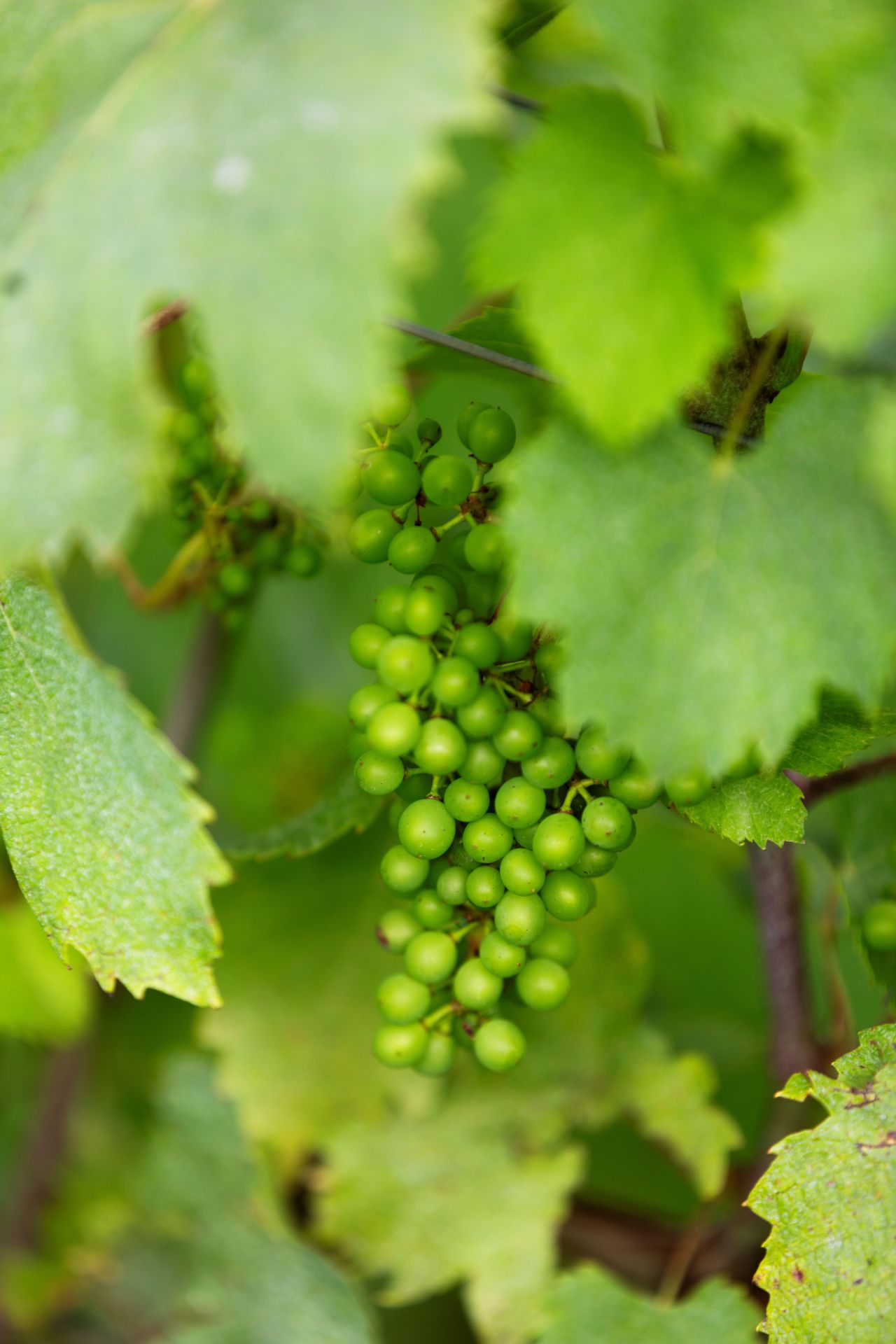processus-vinification-villaz-terroir